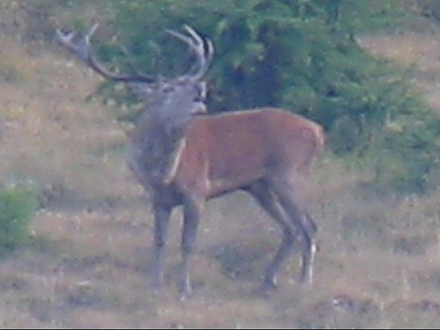 PASSIONE PER IL CERVO